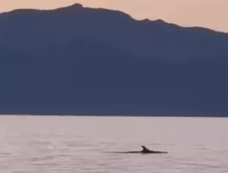 Ηλιοβασίλεμα με δελφίνια στην Εύβοια- Δείτε το εντυπωσιακό βίντεο