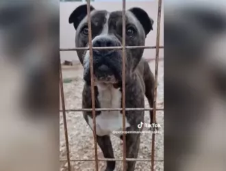 Υιοθετήθηκε το pitbull που σκότωσε το αγοράκι στη Ζάκυνθο - «Ξέρουμε την ευθύνη που αναλαμβάνουμε»