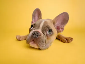 Θες να υιοθετήσεις σκυλάκι; 7 πράγματα που οφείλεις να ξέρεις πριν πεις το «ναι»