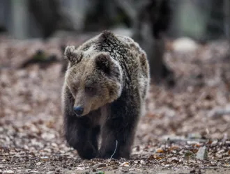 Θεσσαλονίκη: Σε 760 υπολογίζονται πανελλαδικά οι αρκούδες, σε 2100 οι λύκοι