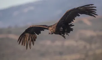 Μαυρόγυπας εν πτήσει