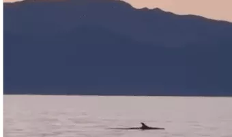 Ηλιοβασίλεμα με δελφίνια στην Εύβοια