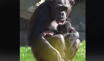 Μαμά χιμπατζίνα