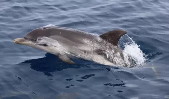 Θεσσαλονίκη: 105 δελφίνια και ένα ενδημικό σαλάχι, καταγράφηκαν στο Θερμαϊκό Κόλπο