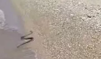 Τρόμος για λουόμενους σε παραλία της Πάτρας: Κολυμπούσαν δίπλα σε... φίδι