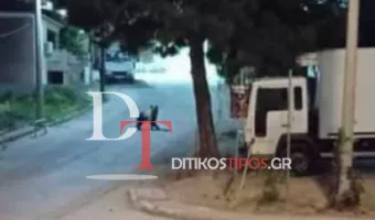 Πανικός στο Άργος Ορεστικό: Εξαγριωμένη μαμά αρκούδα εγκλωβίστηκε στο κέντρο της πόλης – Δείτε βίντεο 