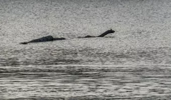 Τέρας του Loch ness: Νέο βίντεο γίνεται viral 