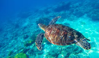 Sea turtle