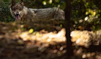 Πάρνηθα: Απόφαση-σταθμός για τους λύκους
