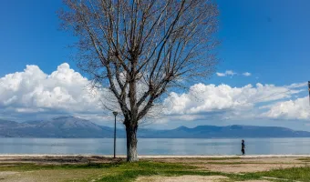 Δέντρο στη θάλασσα