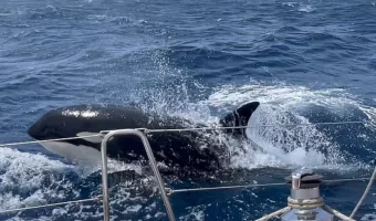 Όρκες δολοφόνοι