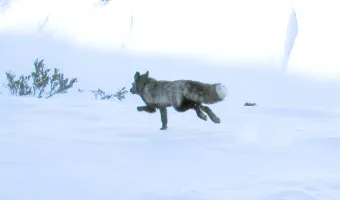 αλεπού της Σιέρα Λεόνε