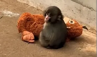 ουρακοταγκος 