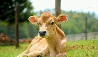 Μοσχαράκι που μπερδεύτηκε