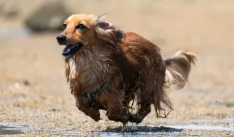 Σκυλιά και λάσπη