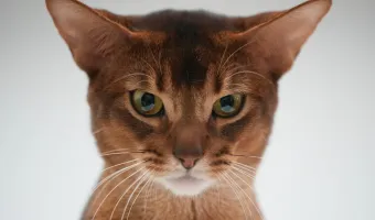 η καλύτερη γάτα του κόσμου