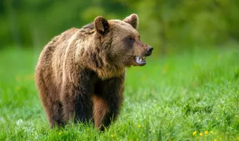 Κοζάνη: Πυροβόλησαν στο κεφάλι αρκουδάκι 2,5 μηνών