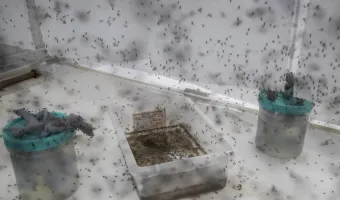 Κουνούπια παντού 