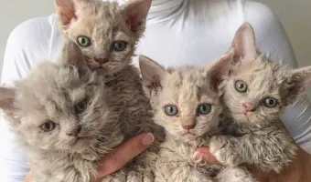 Σπάνιο είδος γάτας Selkirk Rex