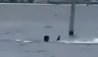 καρχαρίας στη Φλόριντα