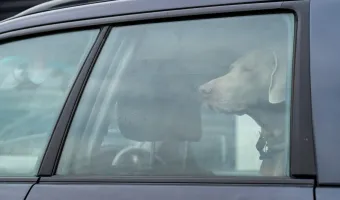 Dog car