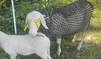 Πανοπλία για πρόβατα