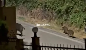 αγριογούρουνα