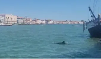 Δελφίνι στη Βενετία