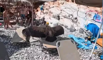 Γύπας προσγειώθηκε σε πολυσύχναστη παραλία στα Σφακιά