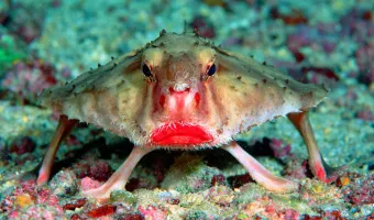Red-lipped batfish: Το παράξενο ψάρι με τα κόκκινα χείλη 