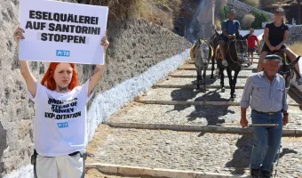 Σαντορίνη: Επίθεση σε ακτιβίστριες της PETA 