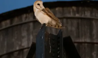 τυτώ
