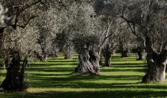 Γιαννιτσά: Μαθητές μετατρέπουν πάρκο σε ελαιώνα