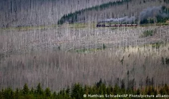 Γερμανία: Τα δάση πεθαίνουν «σιωπηλά»