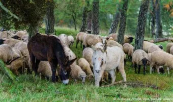 Όταν τα γαϊδούρια γίνονται… τσοπάνηδες