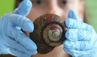 ένα μεγάλο σαλιγγάρι