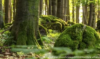 Δάσος με βρύα