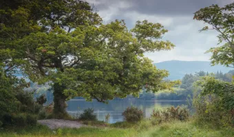 Γαλλία: Κόπηκε βελανιδιά 340 ετών από την εποχή του Λουδοβίκου ΙΔ΄