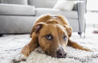 Η ψυχοπαθολογία ενός ατόμου που κακοποιεί ζώα