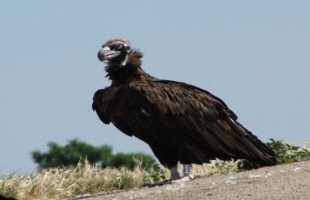 Νεκροί μαυρόγυπας και κραυγαετός από πρόσκρουση σε ανεμογεννήτριες