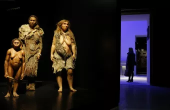 Homo sapiens