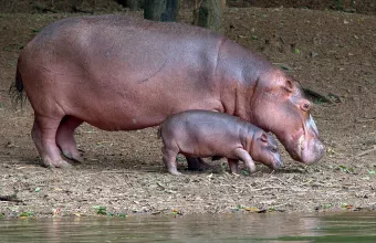 Ζιμπάμπουε: Εκατοντάδες άγρια ζώα «μετακομίζουν» εξαιτίας της ξηρασίας 