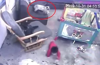 Γάτα - ήρωας σώζει μωρό και γίνεται viral (Video)