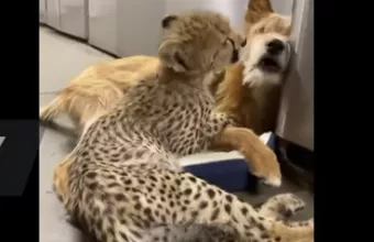 Ένα ασυνήθιστο δίδυμο που γίνεται viral: Τσιτάχ και σκύλος έχουν γίνει αχώριστοι φίλοι 