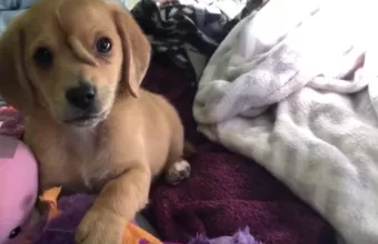 Σκύλος «μονόκερος» γίνεται περιζήτητος διαδικτυακά: Γεννήθηκε με ουρά στο κεφάλι (Video)