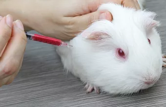 DW: Υπάρχει εναλλακτική για τα πειραματόζωα;