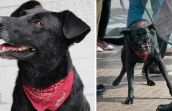 O «Λουκάνικος» της Χιλής. Ο σκύλος αντιεξουσιαστής που έγινε σύμβολο