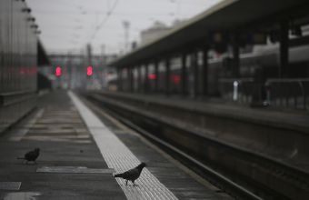 Περιστέρια με μικροσκοπικά καπέλα στα κεφάλια τους κυκλοφορούν στο Λας Βέγκας (pics+vid)