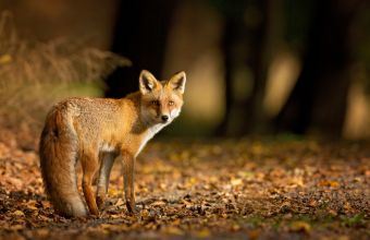 Γρεβενά: Νεκρή αλεπού από δηλητηριασμένα δολώματα