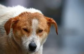 Θεσσαλονίκη: Καταγγελίες για περιστατικά βασανιστικής θανάτωσης ζώων 